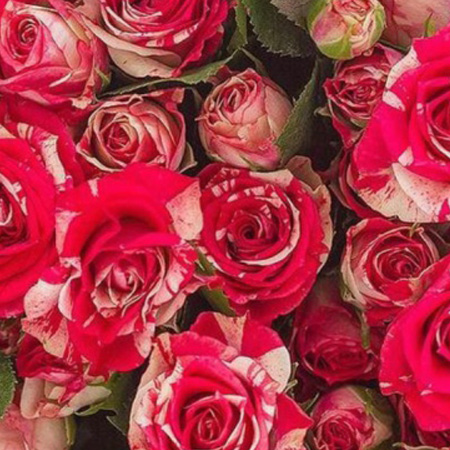 w88win�ŵ¡�(�й�)�ֻ������